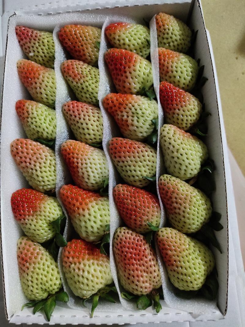 草莓产地直发品质保证诚信经营优质夏季草莓