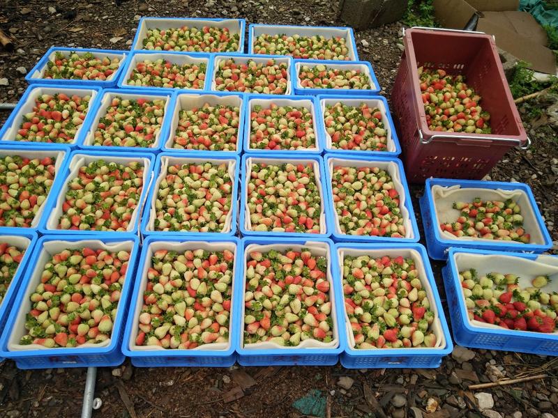 草莓产地直发品质保证诚信经营优质夏季草莓