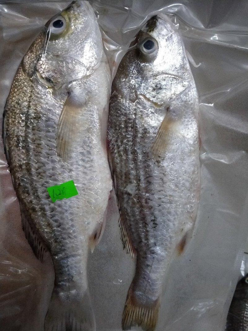 仓鱼干