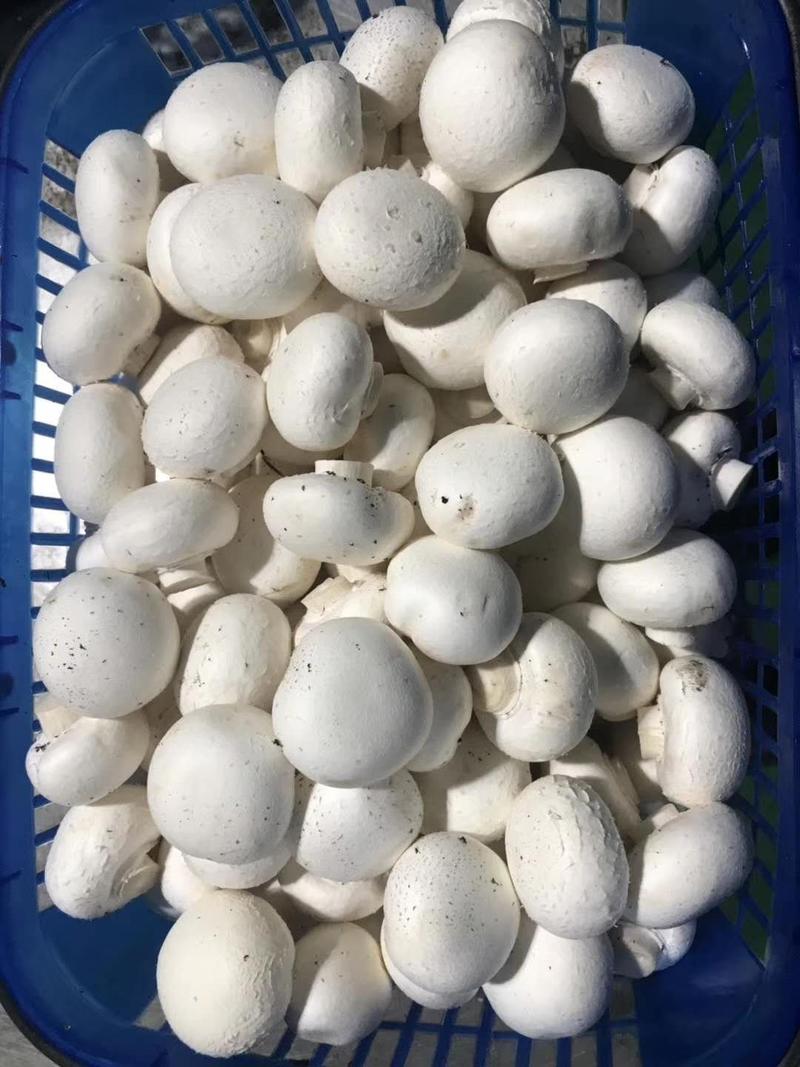 鲜白蘑菇/安徽合肥鲜蘑菇产地直发品质好欢迎来电☎️