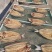 马友干