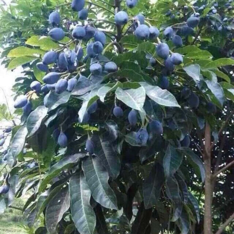橄榄树苗黑橄榄树苗青橄榄树苗嫁接苗南北方种植包邮