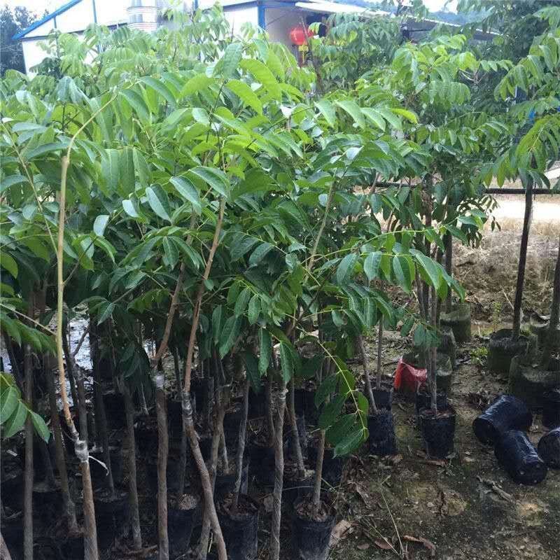 橄榄树苗黑橄榄树苗青橄榄树苗嫁接苗南北方种植包邮