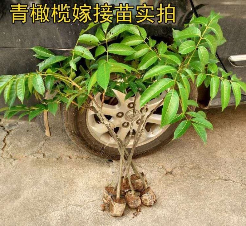 橄榄树苗黑橄榄树苗青橄榄树苗嫁接苗南北方种植包邮