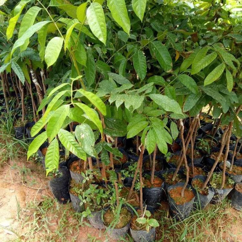 橄榄树苗黑橄榄树苗青橄榄树苗嫁接苗南北方种植包邮