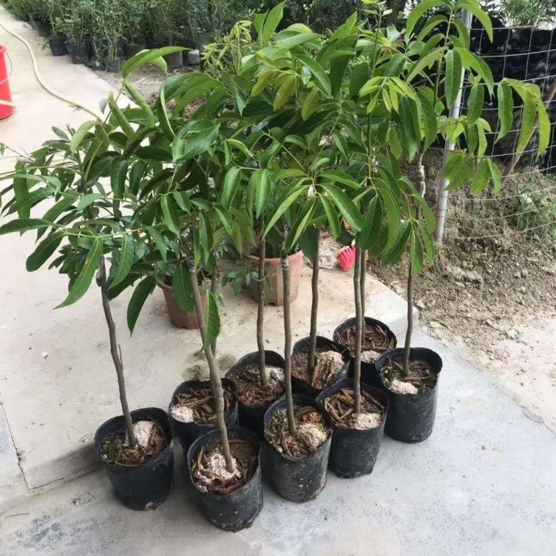 橄榄树苗黑橄榄树苗青橄榄树苗嫁接苗南北方种植包邮
