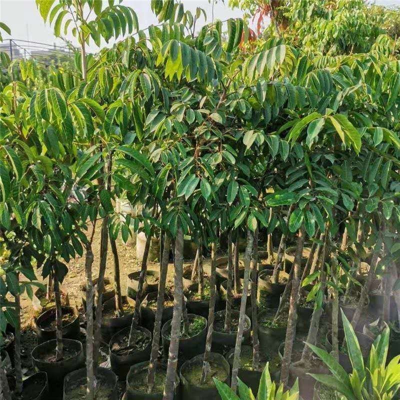 橄榄树苗黑橄榄树苗青橄榄树苗嫁接苗南北方种植包邮