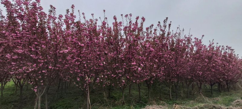 陕西宝鸡日本晚樱联系我