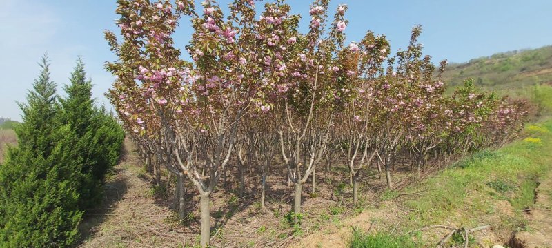 陕西宝鸡日本晚樱联系我