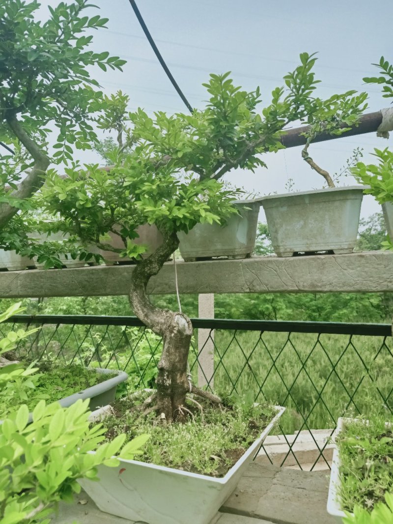 黄杨迎春