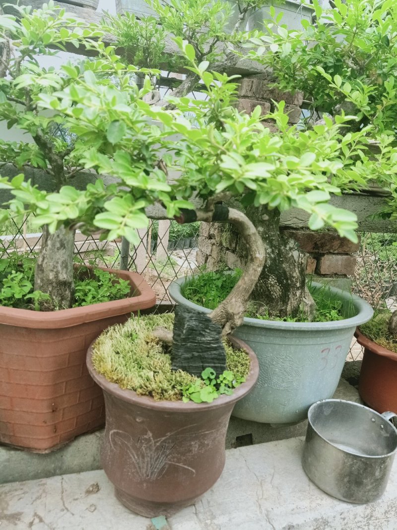 黄杨迎春
