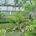黄杨迎春