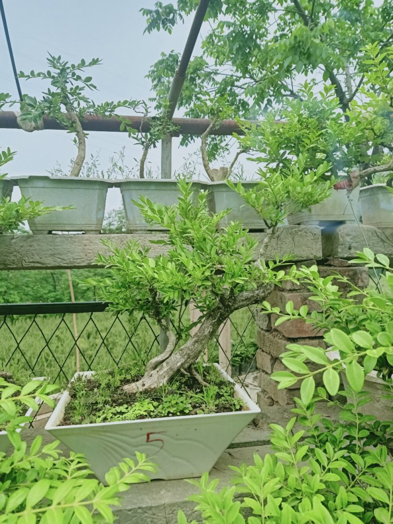 黄杨迎春