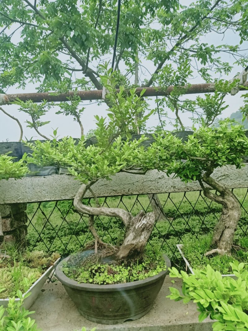 黄杨迎春