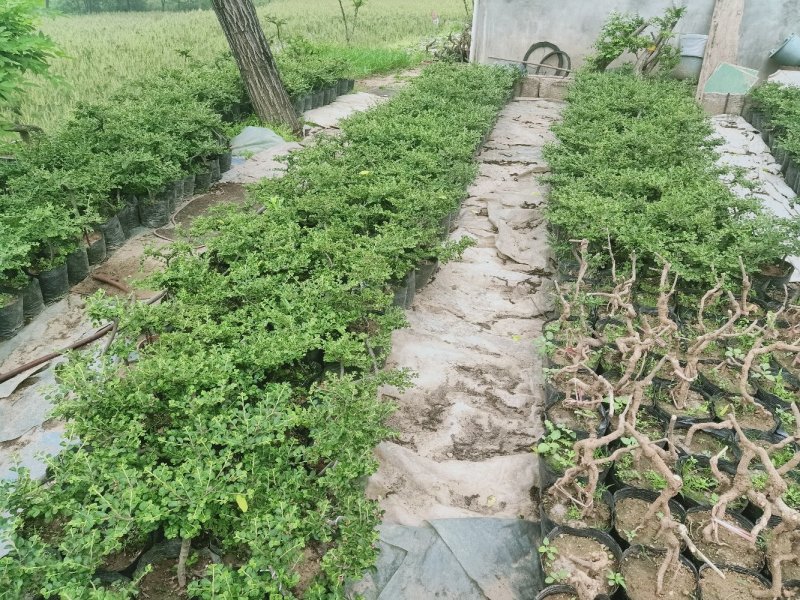 黄杨迎春