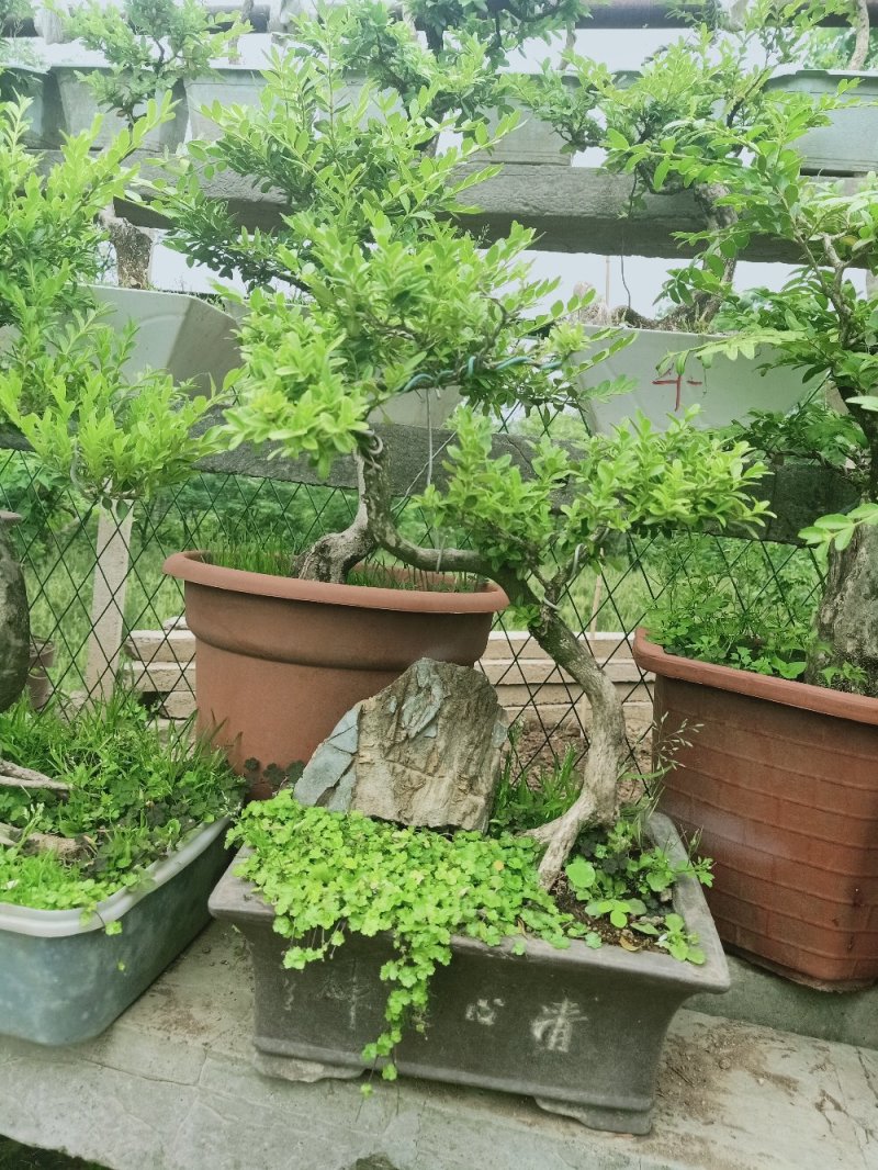 黄杨迎春