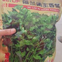 进口优质香菜种子——荷兰速生香菜种子