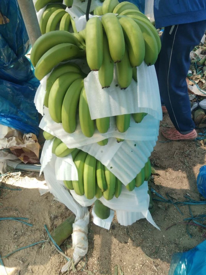 海南香蕉