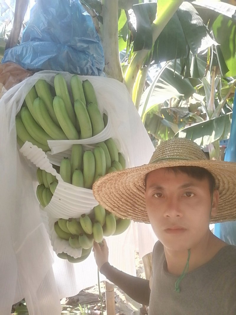 香蕉
