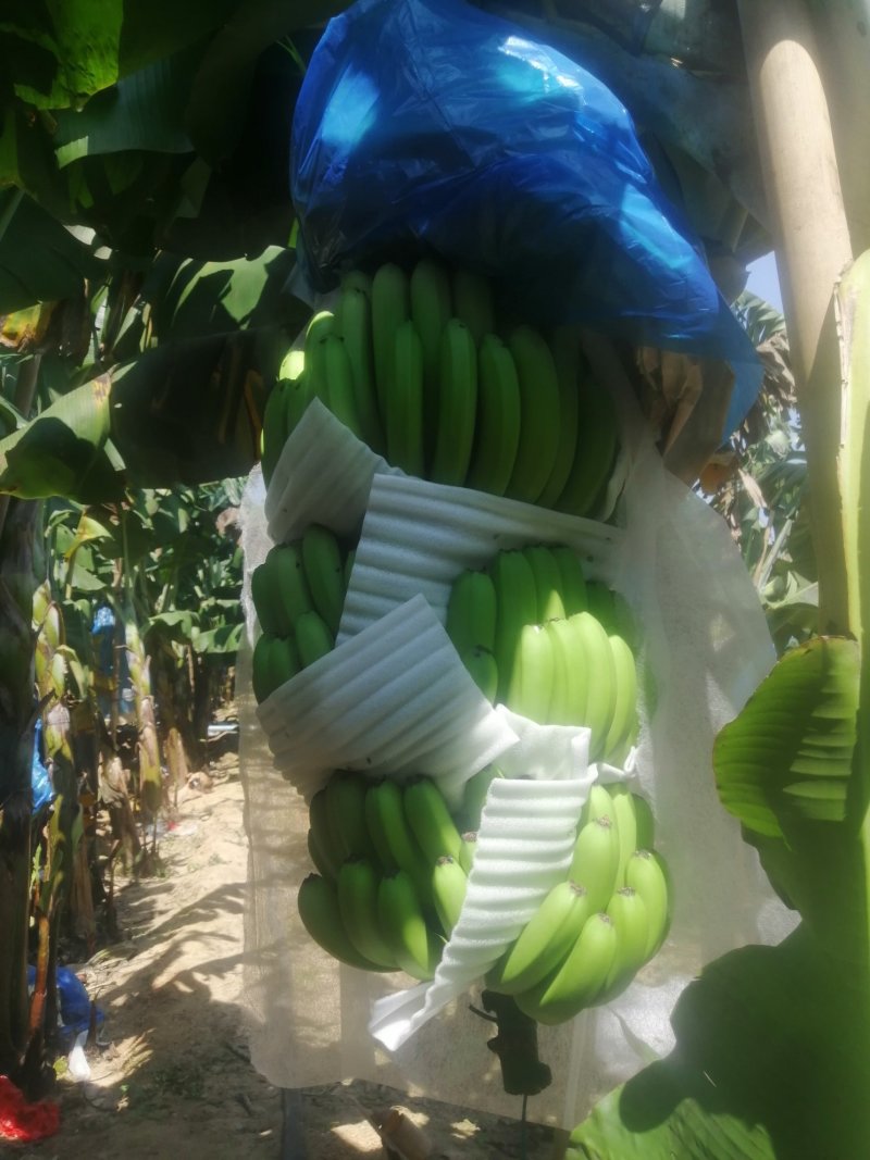 香蕉