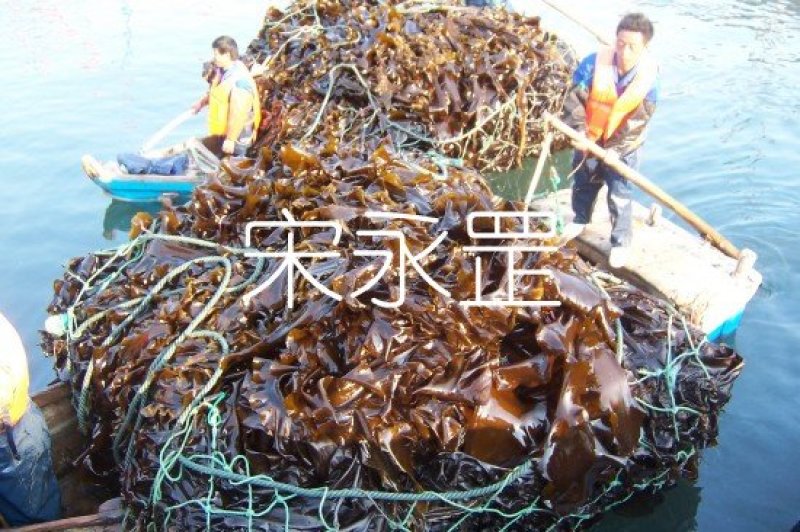 山东长岛海带淡干海带去边去尾内销菜干净平整无泥沙