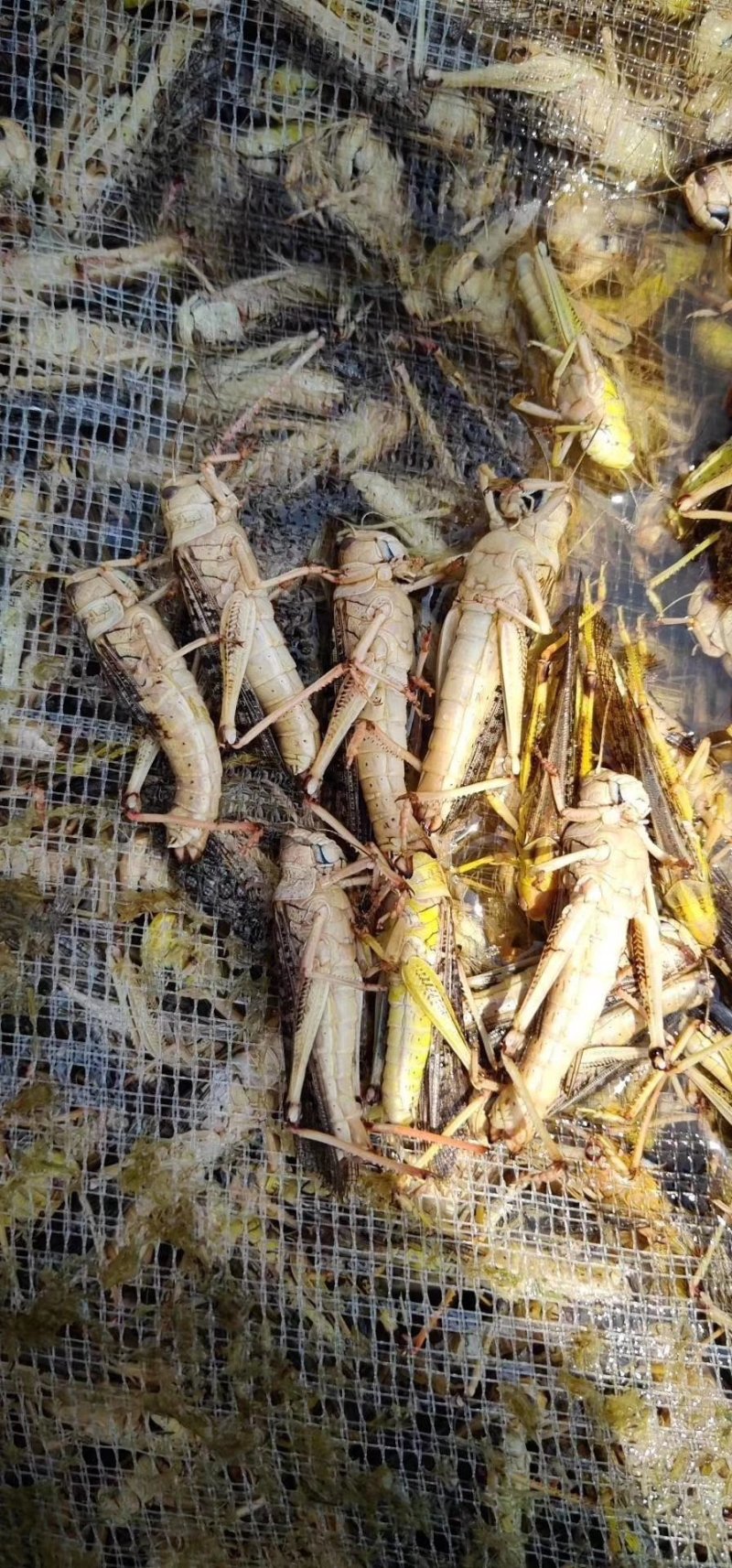 临沂费县薛庄大量供应东亚飞煌蚂蚱个大籽多