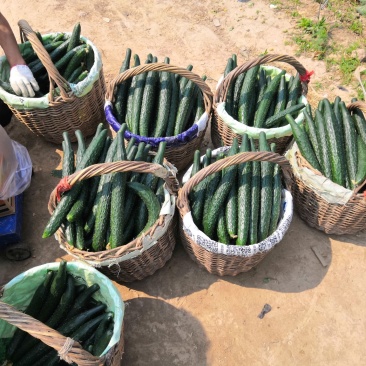 河南鹿邑精品刺瓜25~30公分干花带刺