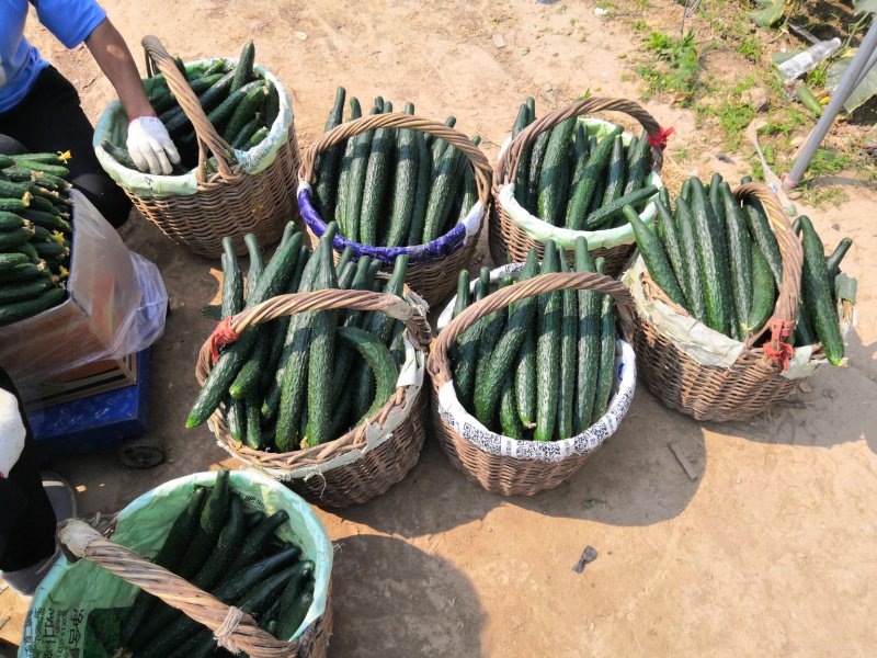 河南鹿邑精品刺瓜25~30公分干花带刺