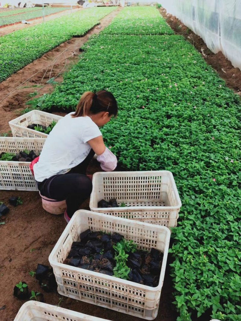 夏堇（本苗圃大量有货欢迎新老客户订购。）