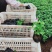 夏堇（本苗圃大量有货欢迎新老客户订购。）