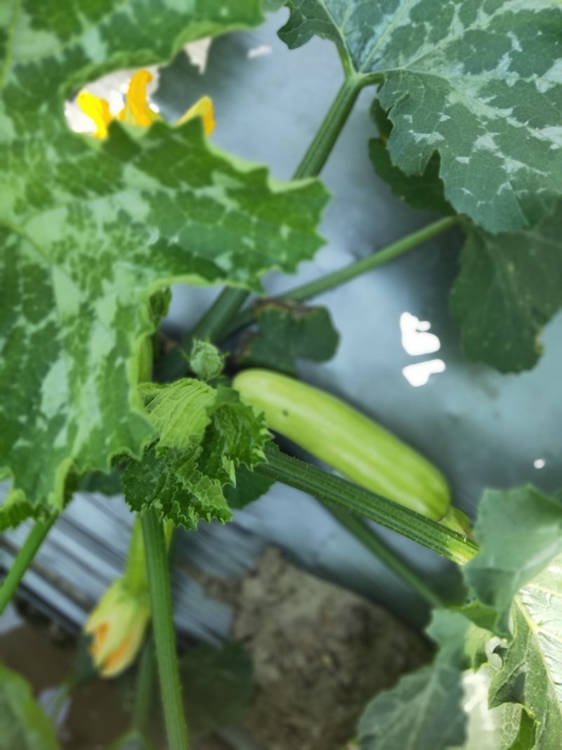 西葫芦