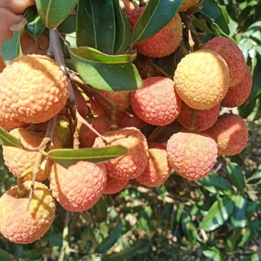 大果