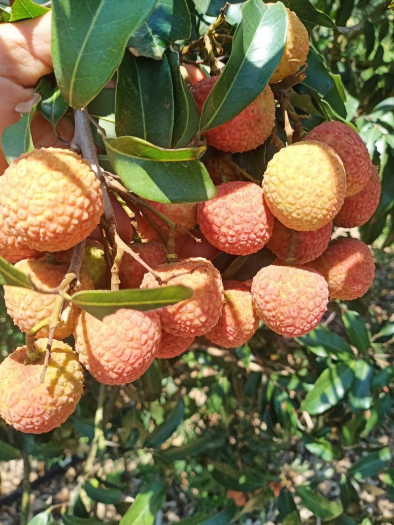 大果