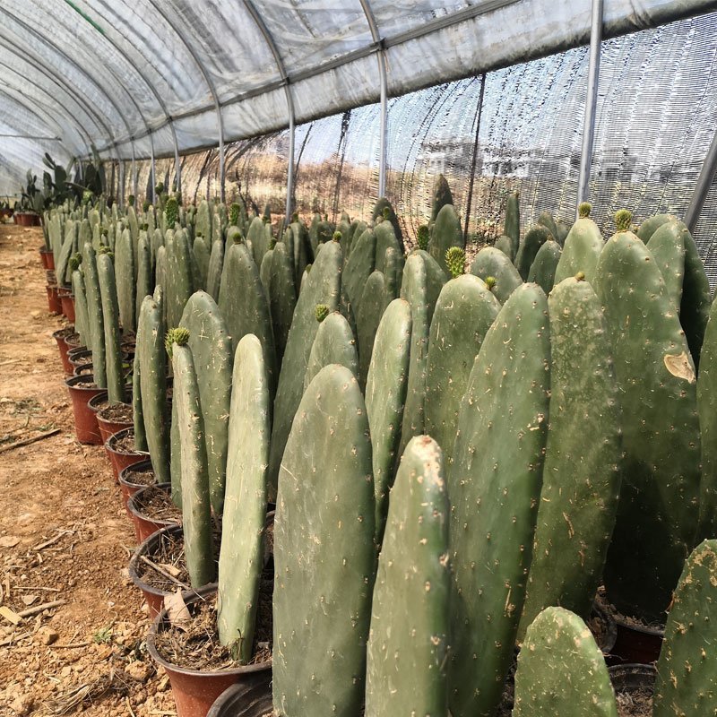 梨果仙人掌带根苗（包邮）高30-40公分