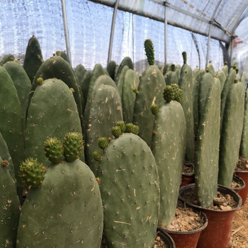 梨果仙人掌带根苗（包邮）高30-40公分