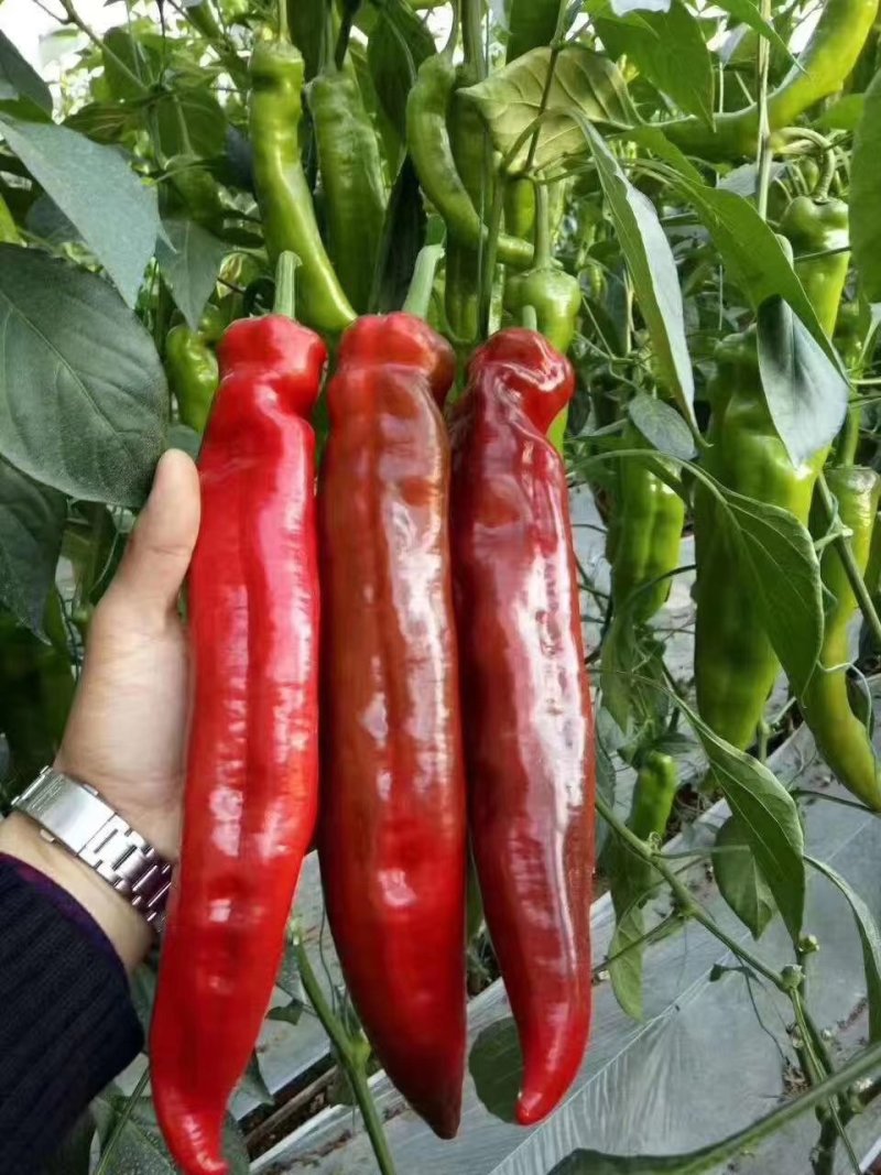 （热销）腐殖酸发酵鸡粪生物有机肥增强低肥动力增强活性