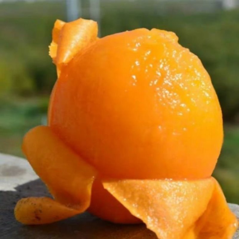 田竹枇杷