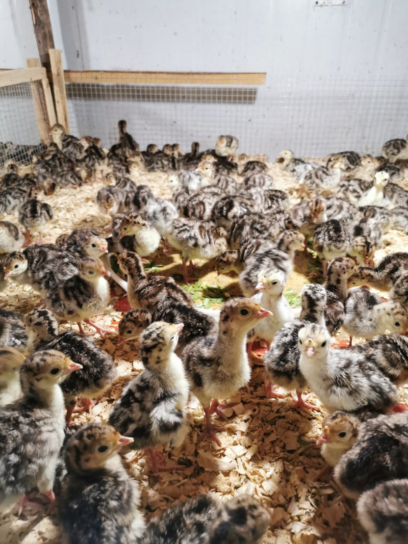 贝蒂娜、青铜火鸡苗/包打疫苗平台交易大型肉鸡苗