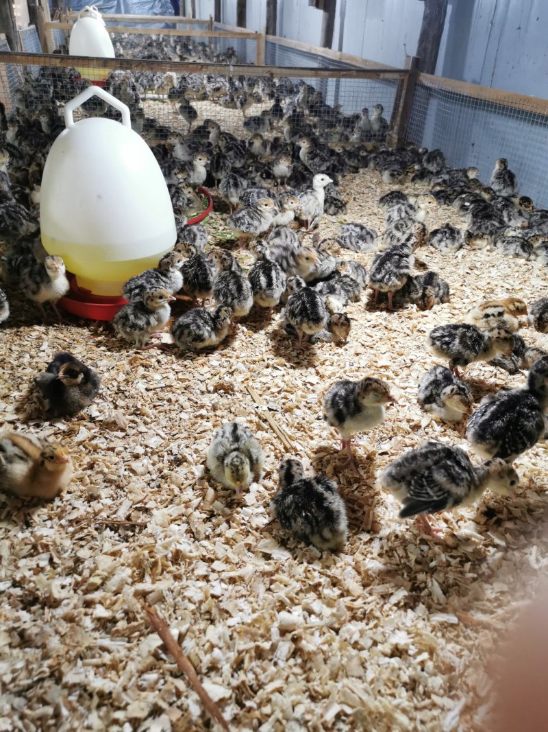 贝蒂娜、青铜火鸡苗/包打疫苗平台交易大型肉鸡苗