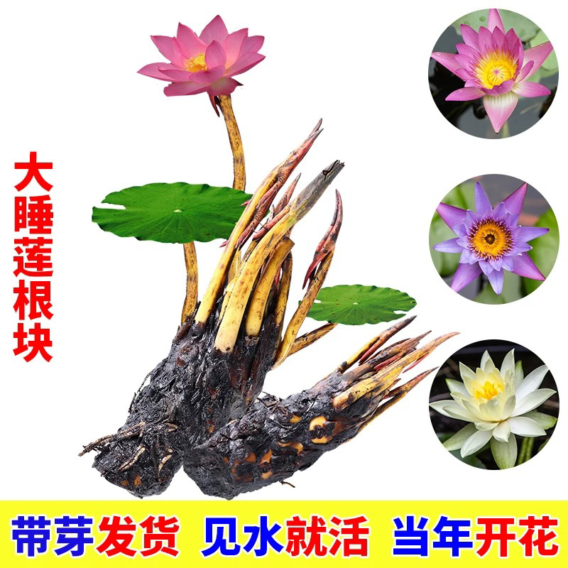 池塘水池鱼缸睡莲苗带花苞盆栽睡莲
