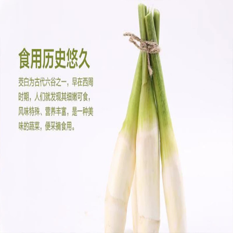 茭白苗单季茭白苗双季茭白苗四季茭白苗