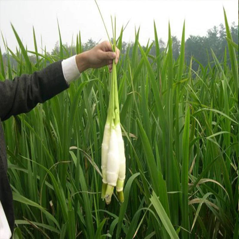 茭白苗单季茭白苗双季茭白苗四季茭白苗
