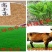 高羊茅种子草坪种子厂家直销长年供应