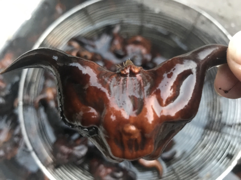 青红菱角种苗高产青红菱角种苗