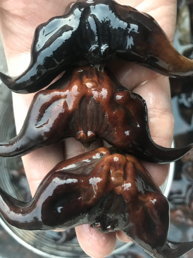 青红菱角种苗高产青红菱角种苗