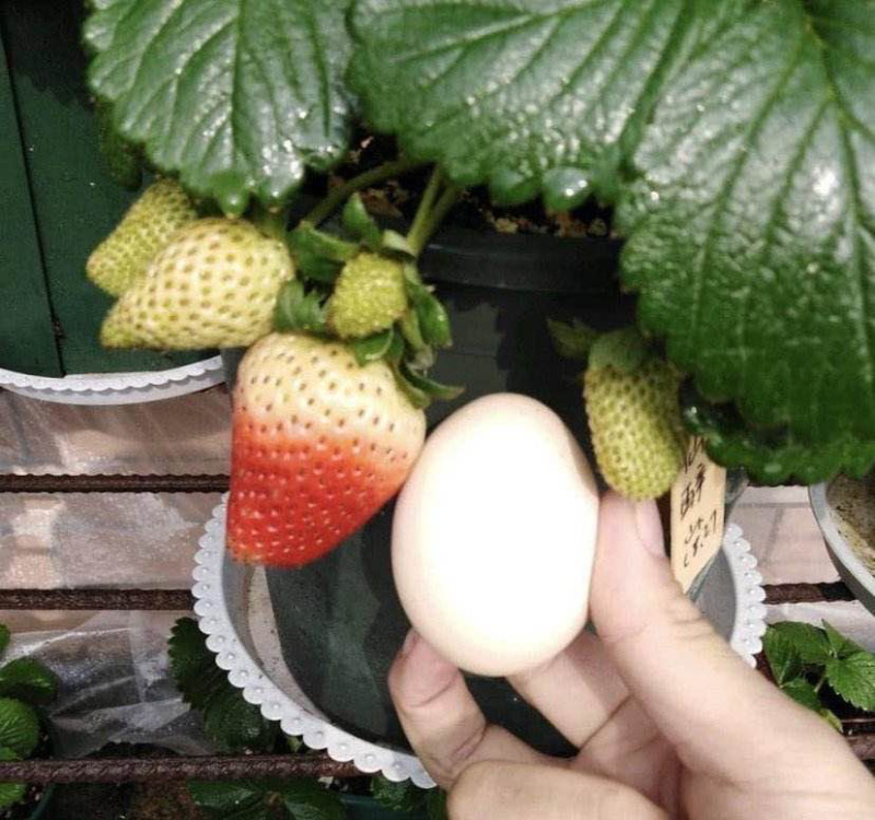 草莓苗奶油草莓苗红颜草莓苗