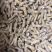 进口加拿大西洋参花旗参可切片磨粉250g