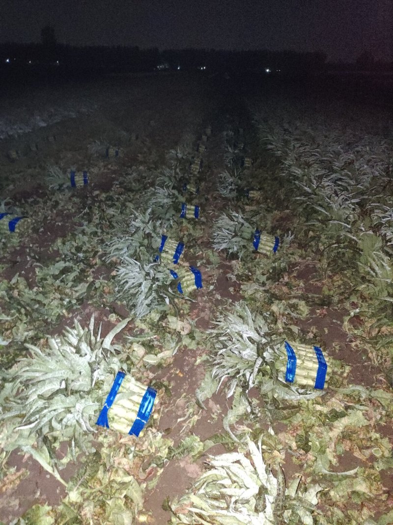 郯城红叶香莴笋产地直发量大从优保质保量一条龙服务