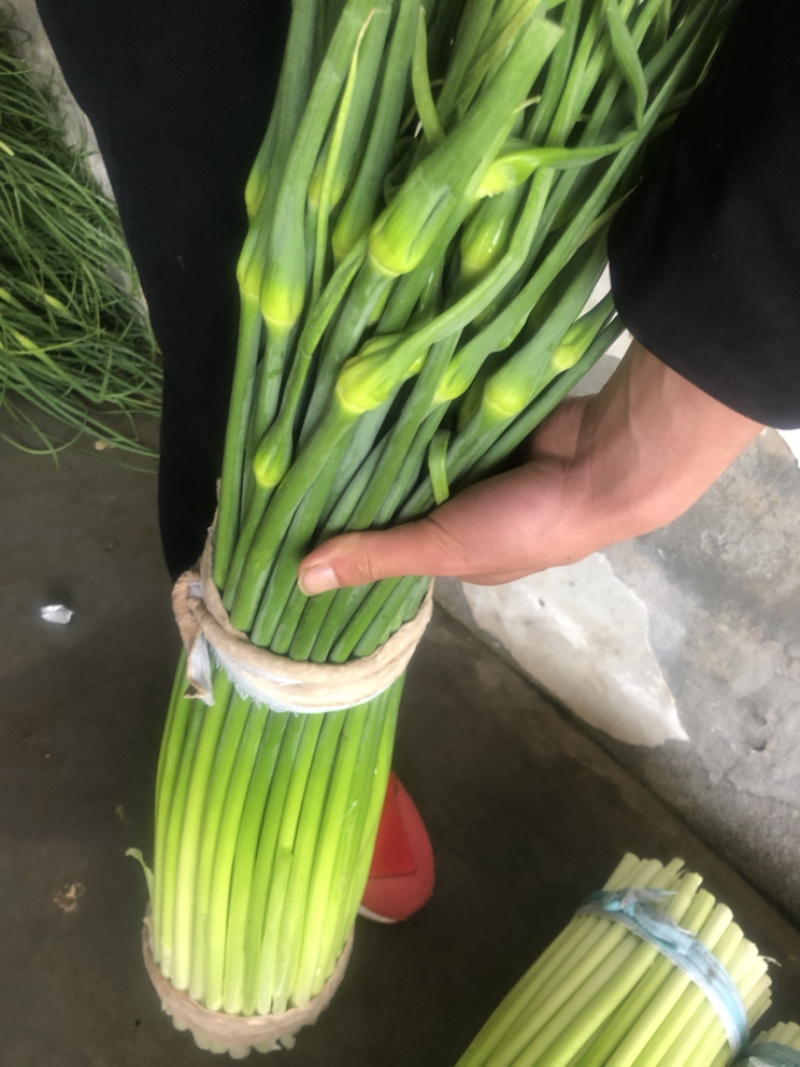 洋蒜苔