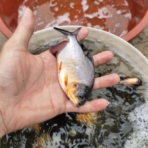 场地供应淡水鲳鱼苗位于广东湛江吴川，全国供应